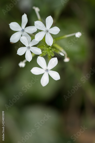 Close up of White flowers
