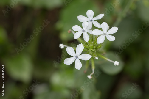 Close up of White flowers