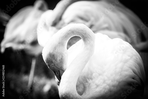 Elegantly posing flamingos in black and white photo