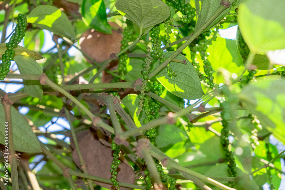 Piper nigrum L.Black Pepper The tree with the male and female. Leaves like betel leaves But a little bit thinner than white flowers bouquet. Piper nigrum L.Black Pepper The tree with the male and female. Leaves like betel leaves But a little bit thinner than white flowers bouquet.