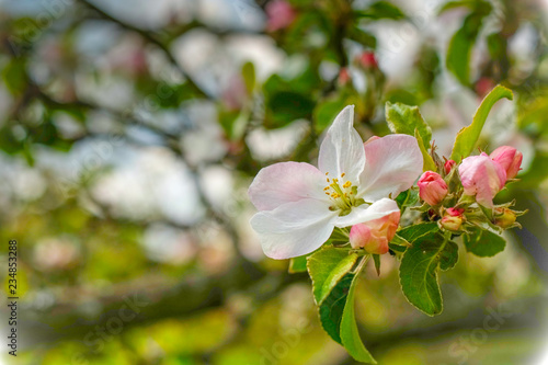 Beautiful apple blossoms 