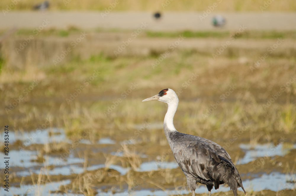 Hooded crane in Izumi city, Kagoshima prefecture, Kyushu, Japan. Hooded crane in Izumi city, Kagoshima prefecture, Kyushu, Japan.