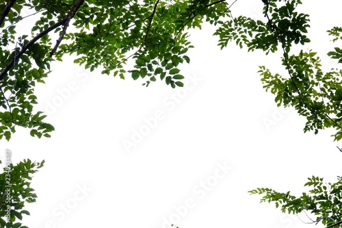 Tropical tree leaves with branches on white isolated background for green foliage backdrop 
