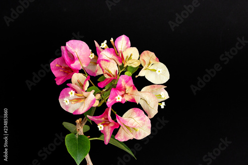 Bougainvillea inflorescence Chameleon pink color on a black background