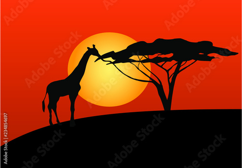 giraffe