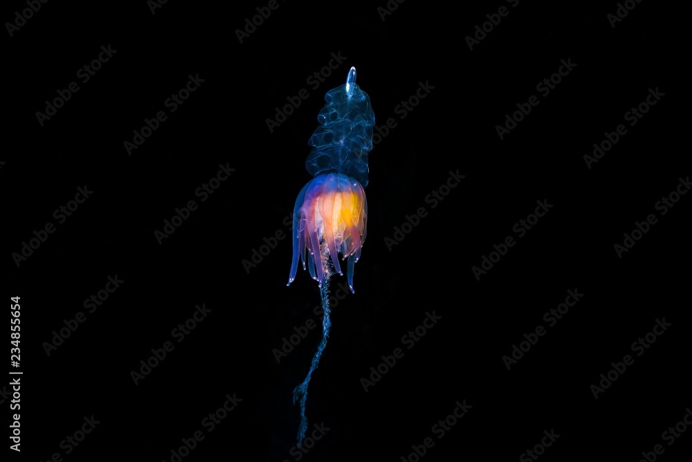 Hula Skirt Siphonophore (Physophora hydrostatica), Norwegian Sea, Northern  Atlantic, Norway, Europe Stock Photo | Adobe Stock
