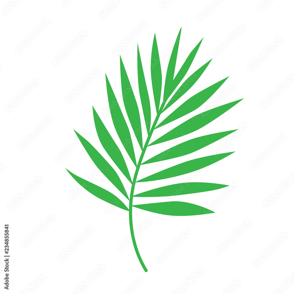 palm leaf illustration palm leaf illustration