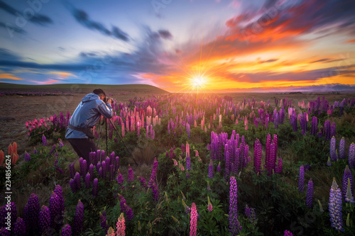 Russle Lupines the beautiful flower during sunset at Lake Tekapo, New Zealand photo