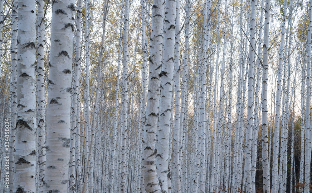 Obraz premium 하얀 자작나무숲
