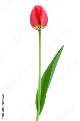 Red tulip closeup on white