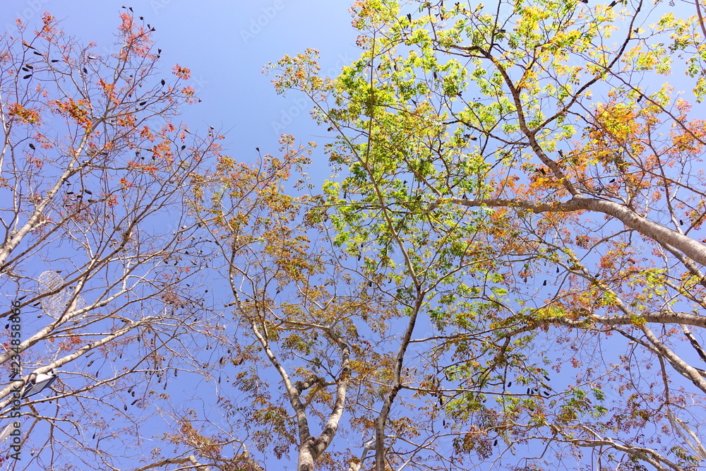 Landscape the big tree under blue sky Landscape the big tree under blue sky