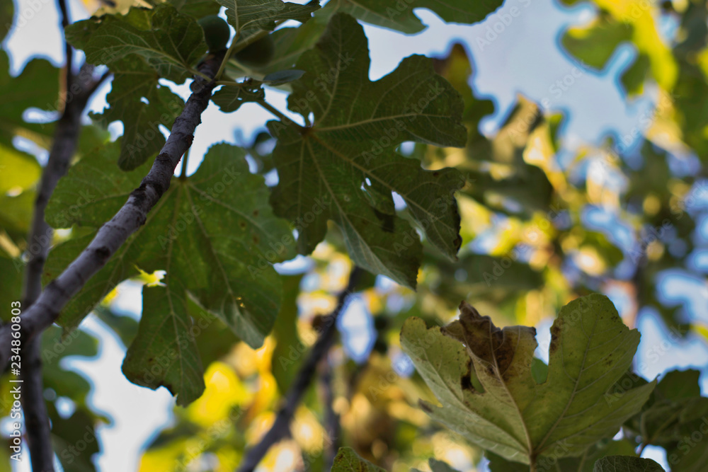 figs looking up