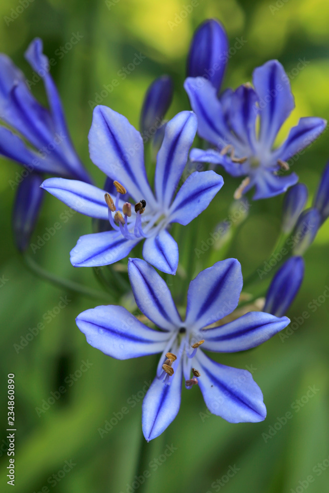 Schmucklilien (Agapanthus) Blüten Schmucklilien (Agapanthus) Blüten