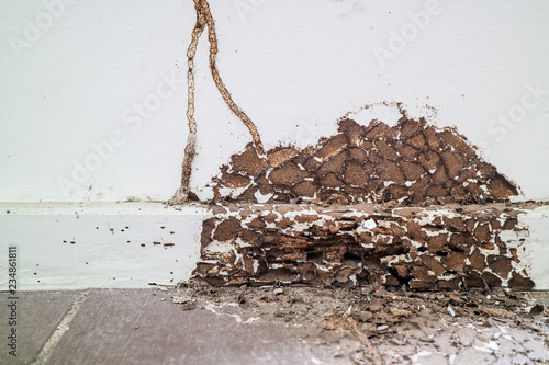 interior wood was damaged by termite because this area not spray chemical to protect it