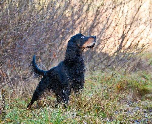 Dog breed setter gordon hunting in the autumn forest