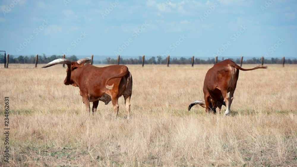 Two brown buffaloes grazing rusty grass and going in steppes in Askania-Nova Two brown buffaloes grazing rusty grass and going in steppes in Askania-Nova