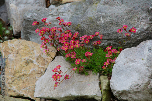 Moossteinbrech (Saxifraga) Steingarten photo