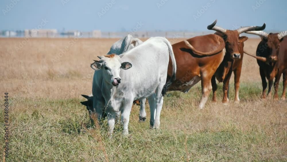 Herd of Asian cows and bulls going in open field in Askania-Niva in summer Herd of Asian cows and bulls going in open field in Askania-Niva in summer