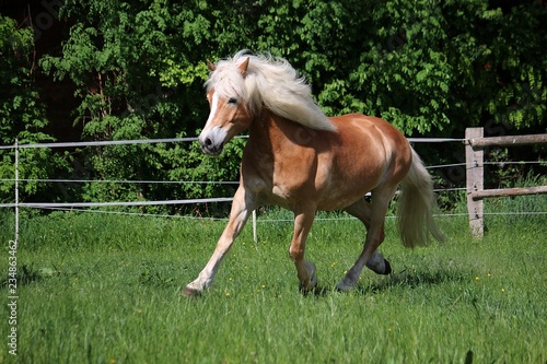 beautiful haflinger horse is running on the paddock in the sunshine