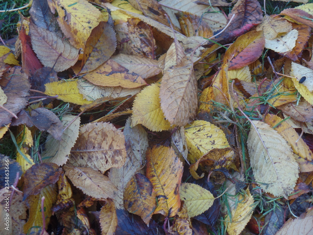Obraz premium Fallen leaves in autumn