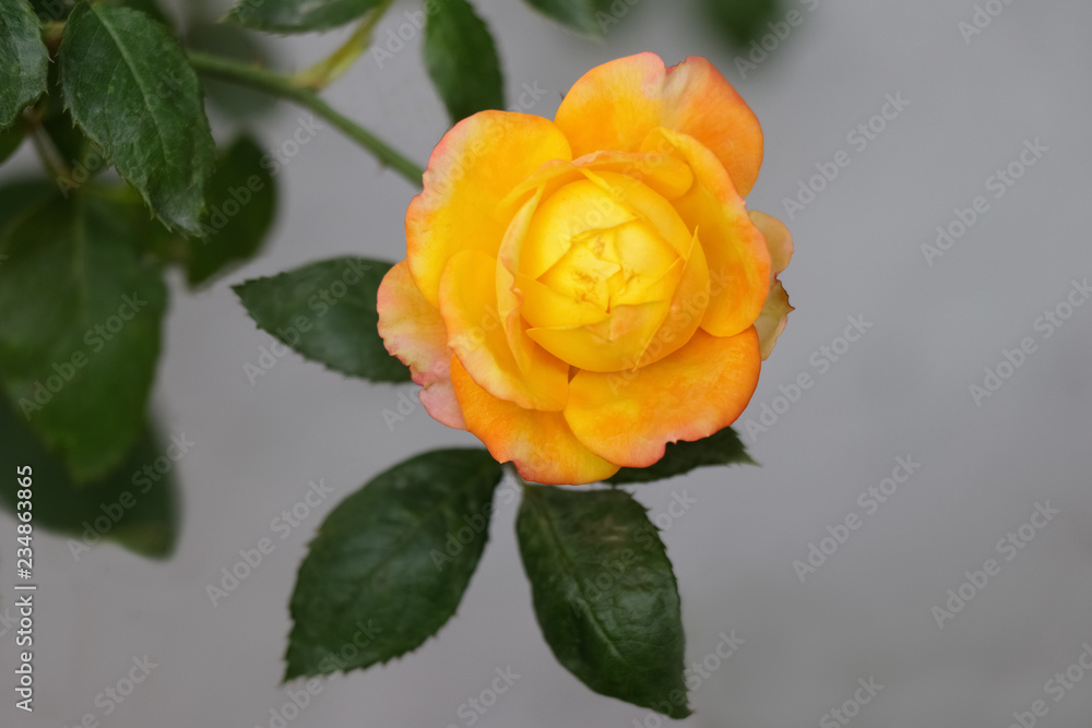 Goden yellow rose with green leaf blooming in garden Goden yellow rose with green leaf blooming in garden