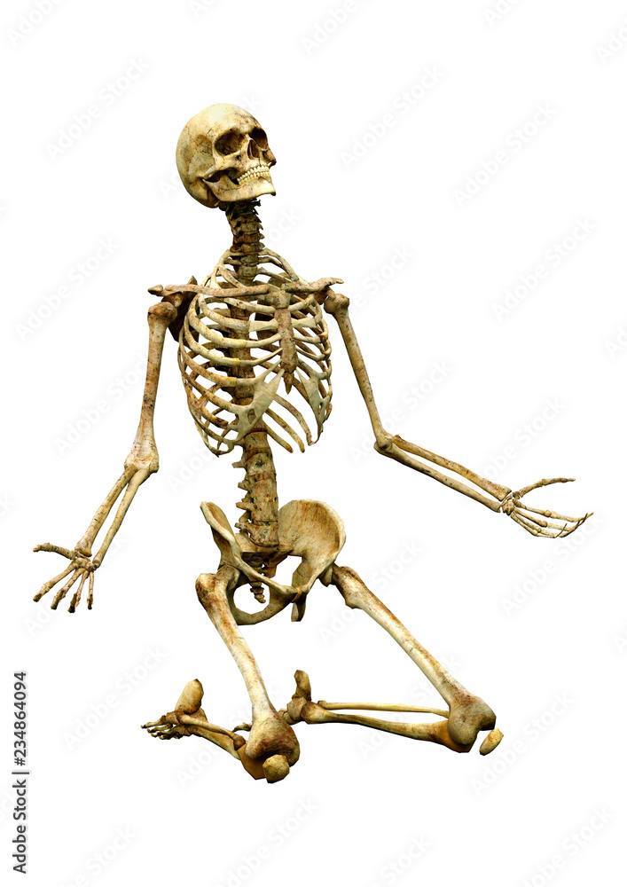 3D Rendering Human Skeleton on White 3D Rendering Human Skeleton on White