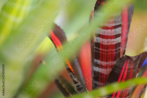 The beautiful succulent is a species in the genus Bromeliad. Bromeliads for decoration garden on white background, selective focus. photo