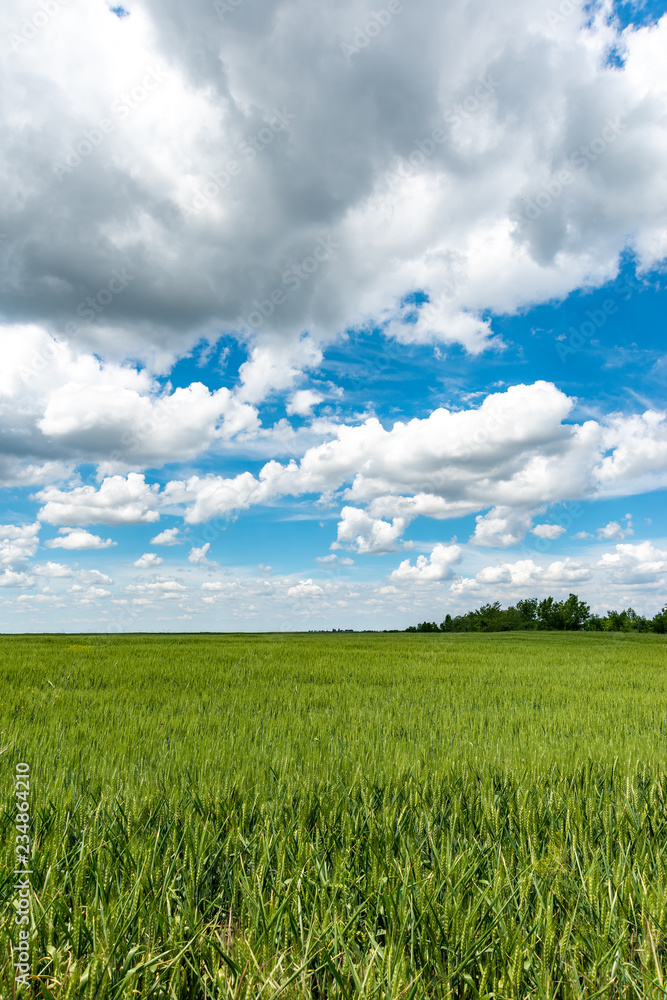Field of spring fresh green grass (wheat) Field of spring fresh green grass (wheat)