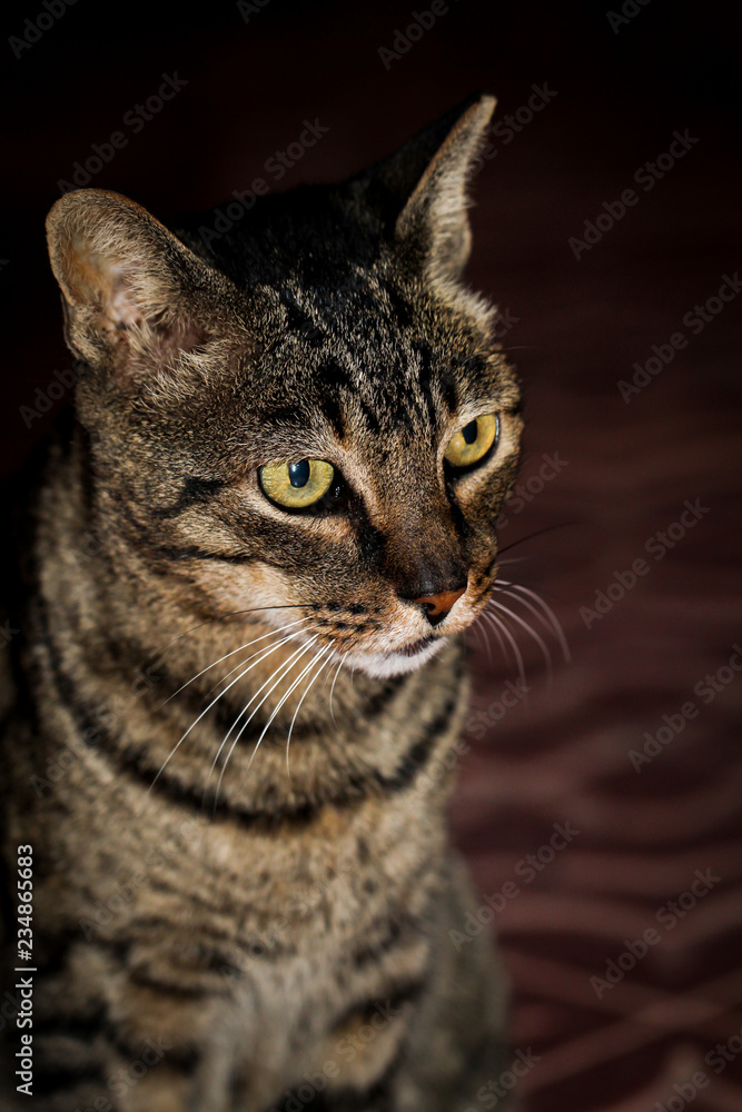Katze, Stubentieger, Schmusekater Katze, Stubentieger, Schmusekater