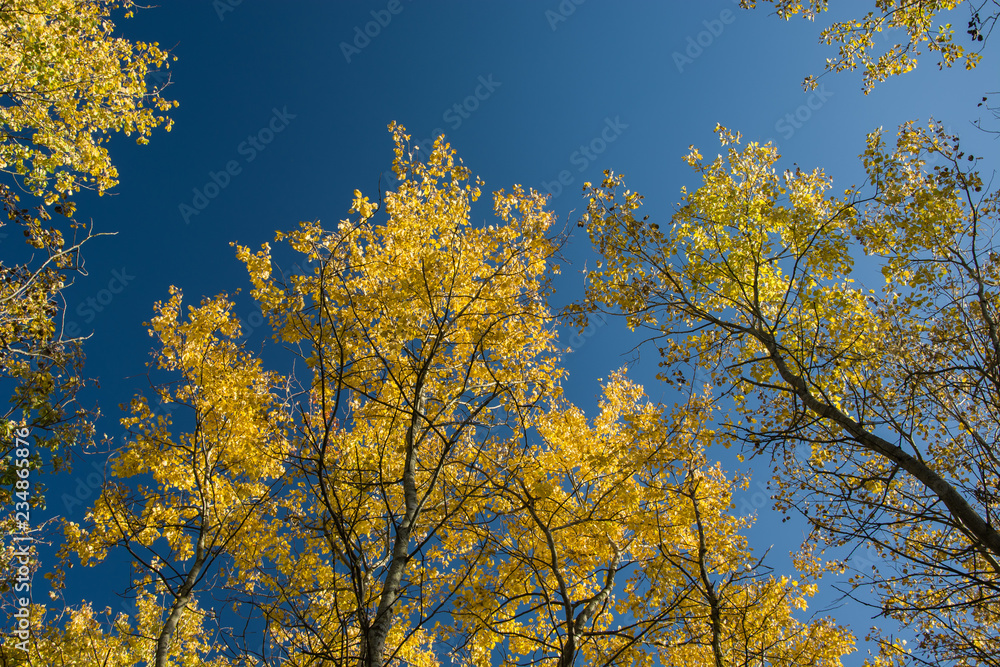 Tops and crowns of autumn trees Tops and crowns of autumn trees
