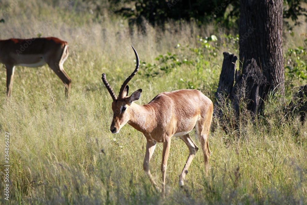 Fototapeta premium Antilope