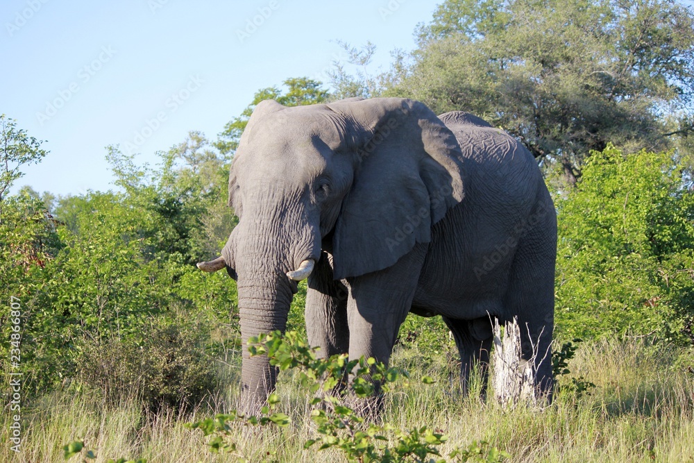 Fototapeta premium Elefant