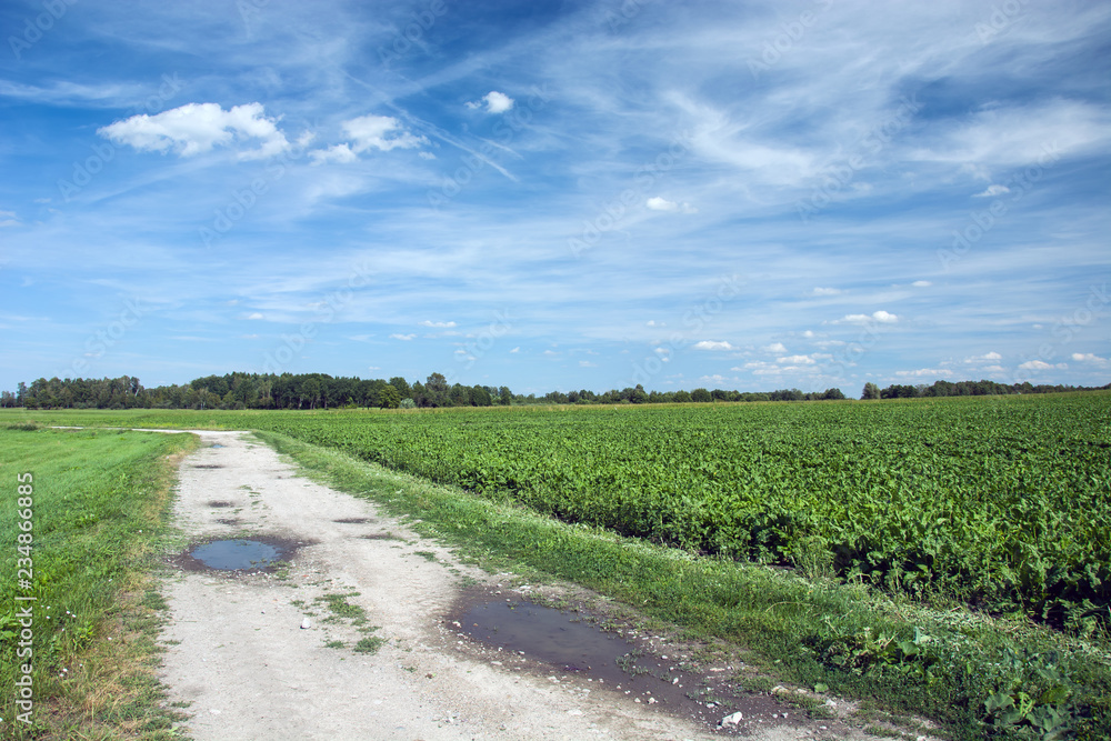 Road next to the beet field Road next to the beet field