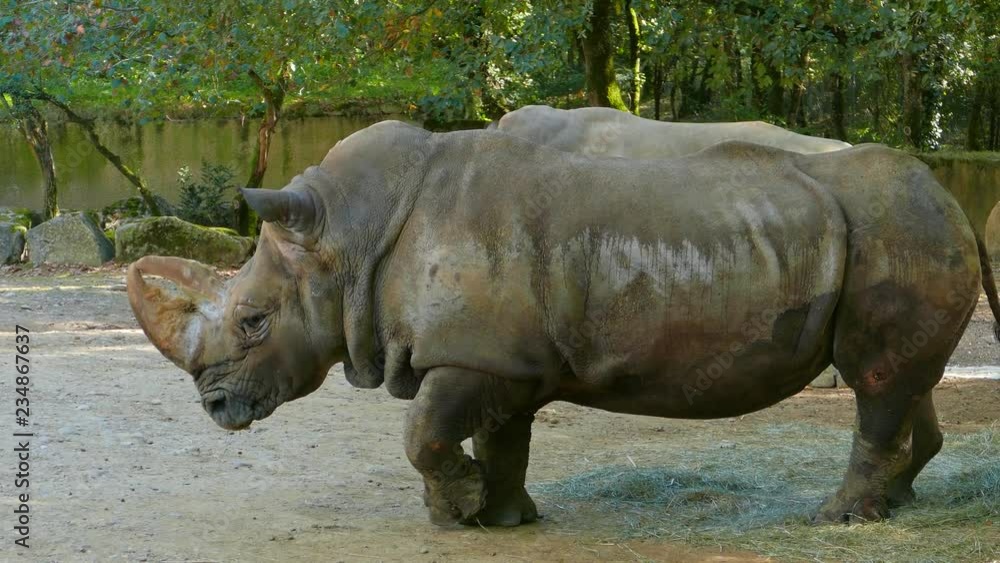 A pair of feeding white rhinos, gentle giants of the bush that should be protected not persecuted A pair of feeding white rhinos, gentle giants of the bush that should be protected not persecuted