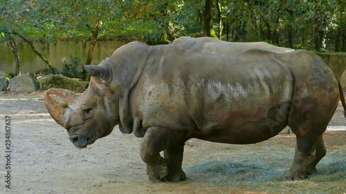 A pair of feeding white rhinos, gentle giants of the bush that should be protected not persecuted photo