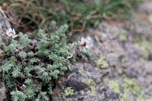 Flowers of Helicrysum frigidum on a rock substrate photo