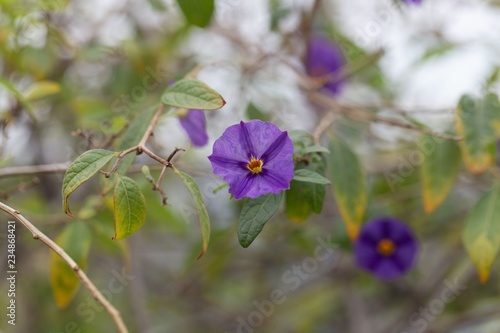 Paraguay nightshade (Lycianthes rantonnetii) © ChrWeiss