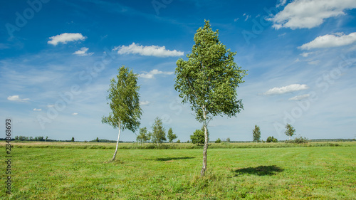 Birch in the meadow, horizon and clouds on a blue sky