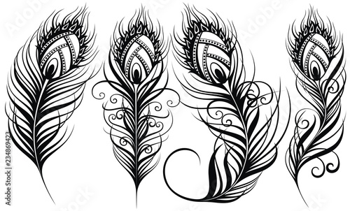 Peacock feathers. Exotic bird feathers