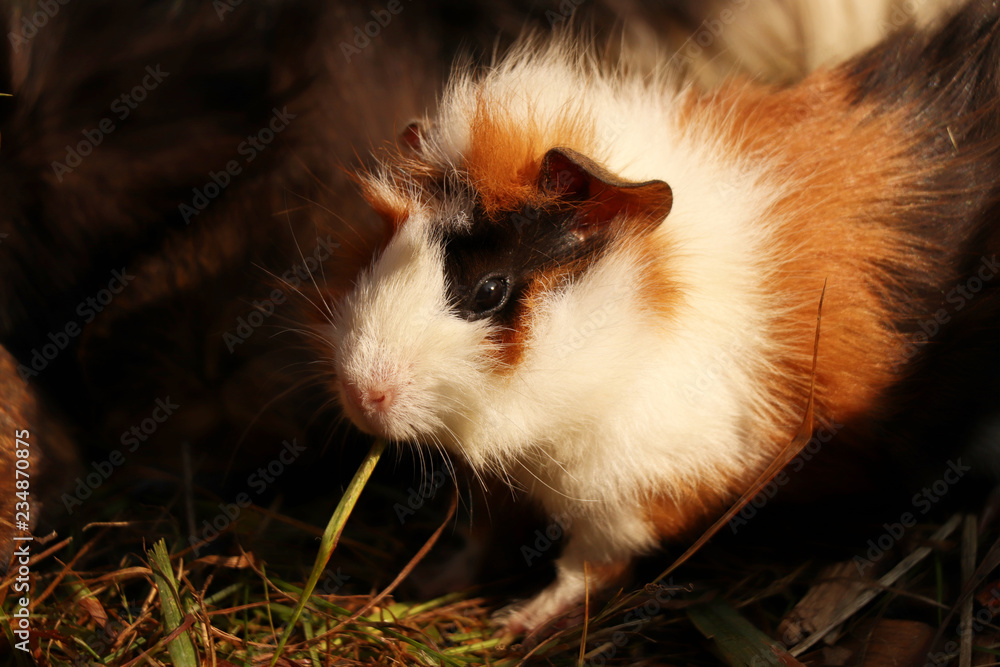 A cute guinea pig eating grass in his home with other friends and brothers. He has a black skin around his eye. Also has brown and white skin on the back