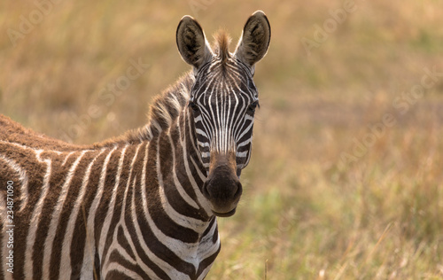 Zebrafohlen in der Massai Mara  Kenia