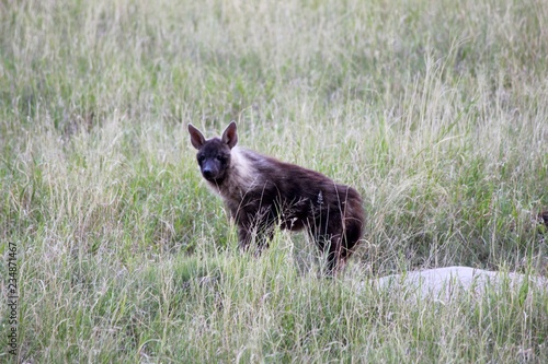 Botswana Afrika Tiere Natur photo