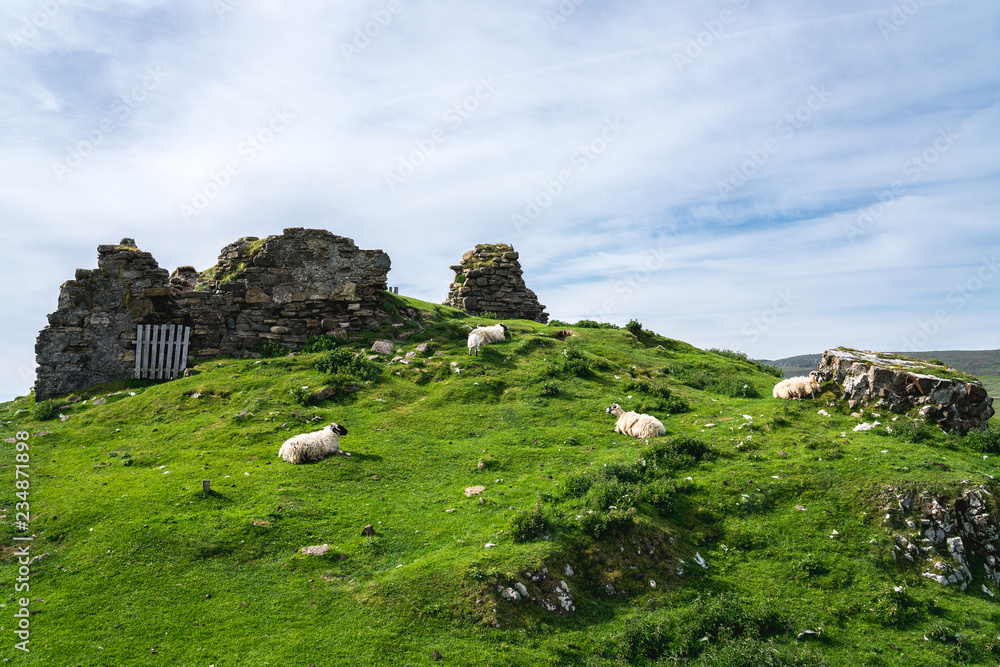 Sheep among Duntulm Castle, Scotland, UK