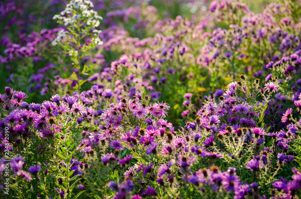 field of purple flowers field of purple flowers