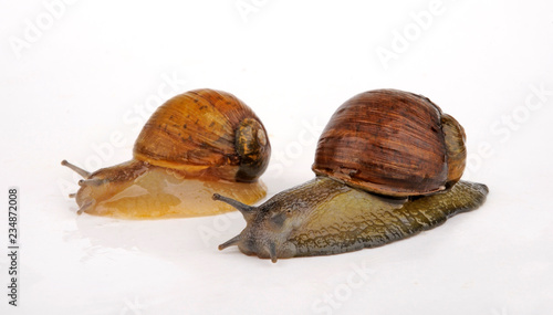 Grunzschnecke (Cantareus apertus, Helix aperta) - green garden snail photo