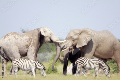 Botswana Tiere Natur Afrika