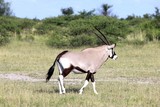 Botswana Tiere Natur Afrika