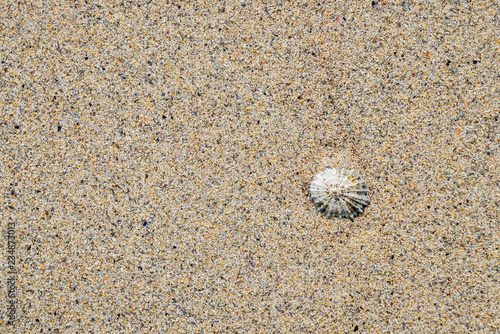 shell on the Oldshoremore sand beach, Scotland photo