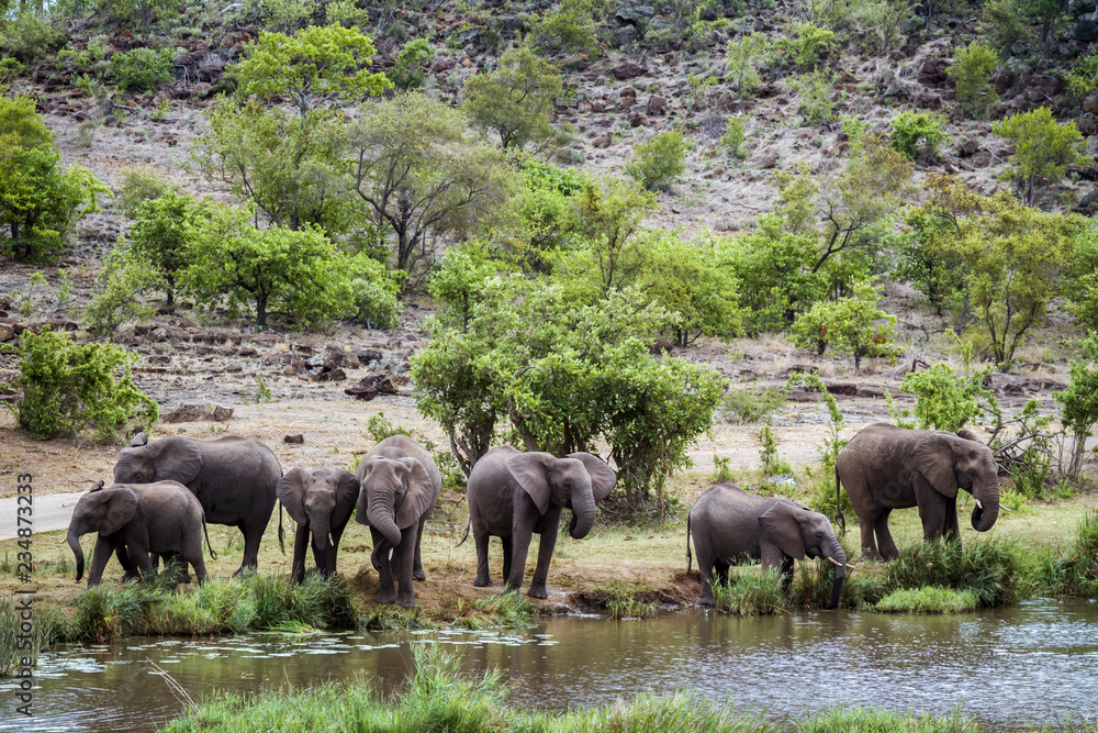 African bush elephant in Kruger National park, South Africa African bush elephant in Kruger National park, South Africa