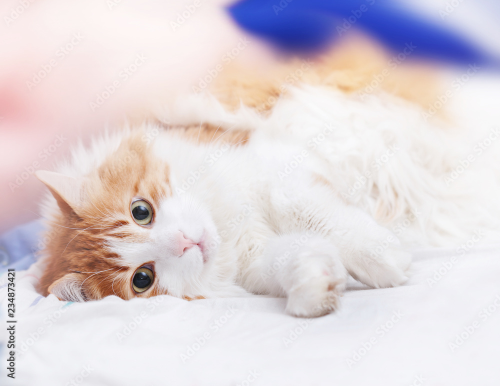 Red cat is lying Red cat is lying